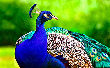 ultra , Pfau , Stunning backgrounds, Beauty HD wallpaper