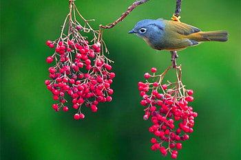 Bird w Fruit, beautiful HD wallpaper