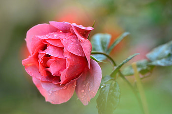Drops, Macro, Rose Flower, Rose, Petals, Bud HD wallpaper