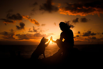 Woman high-fiving a dog by a beach at sunset, golden, dog, coast, dogs, golden hour, girl, gold, beach, woman, love, clouds, pet, sun, water, sunset, ocean HD wallpaper