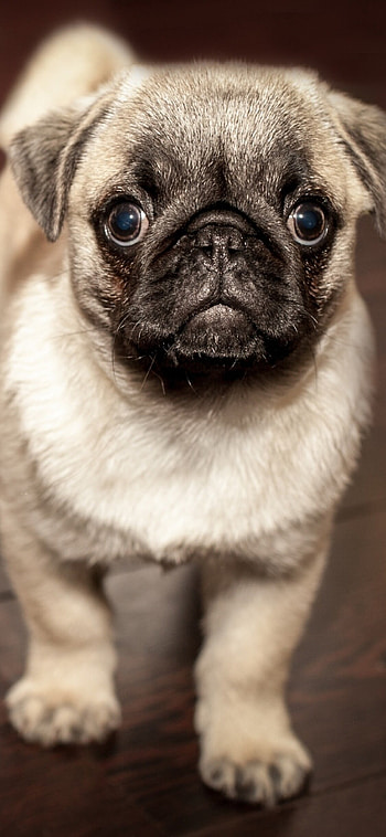 Pug, Puppies HD phone wallpaper