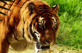 Tiger, kitten, kitty, cats, beautiful, grass, wonderful, wild, nice, pretty, animals, nature, amazing, stunning HD wallpaper