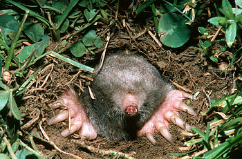 Mole , HQ mole , mole backgrounds, Mole visuals HD wallpaper