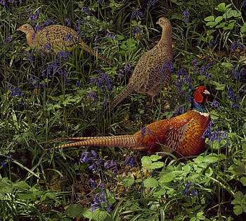 PHEASENT FOREST, FOREST, BIRDS, FLOOR, PHEASENTS HD wallpaper