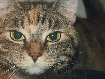 Flowers, Cat, Muzzle, Striped, Sight, Opinion HD wallpaper