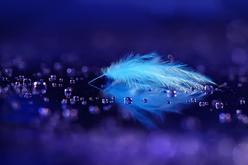 Feather artwork, Intricate design, High-resolution , material HD wallpaper
