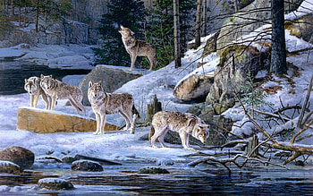 Pack in the Winter, winter, forest, wolves, snow HD wallpaper
