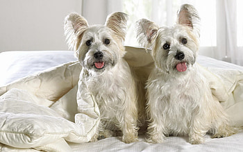 Animals, Dogs, Couple, Pair, Puppies, Blanket, West Highland Terrier HD wallpaper