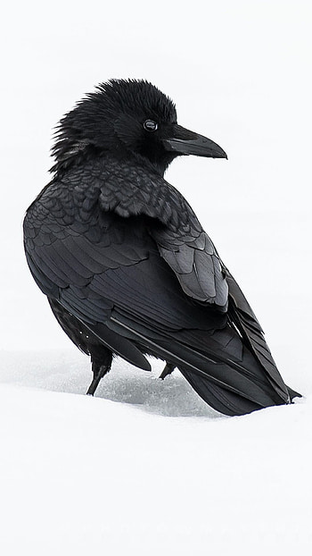 Crow , Crow mobile backgrounds HD phone wallpaper
