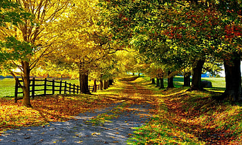 Road with trees, fence, trees, autumn, road, red leaves HD wallpaper