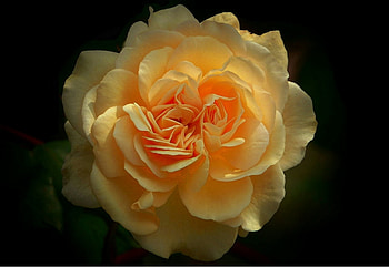 A Rose by any other Name, centre, peach, petals, yellow, beautiful, head, perfect, stunning HD wallpaper