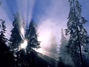 Winter, Nature, Trees, Sun, Shine, Light, Rays, Beams, Morning, Illumination, Lighting HD wallpaper