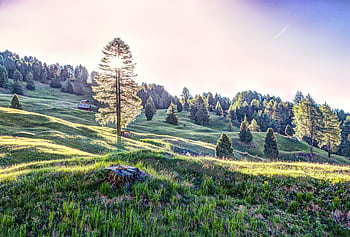 Serene countryside with rolling hills, trees, and distant house under a bright sun. HD wallpaper