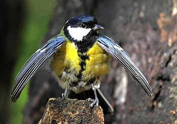 Funny Bird, cool, funny, bird HD wallpaper