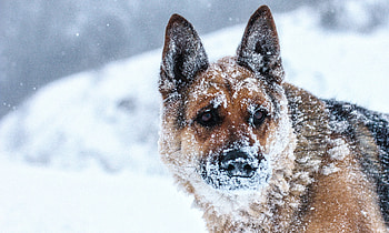 Majestic German Shepherd in Snow | Animal, Animal, german shepherd HD wallpaper
