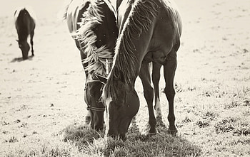 Horses, Animals, Food, Grass, Couple, Pair, Stroll HD wallpaper