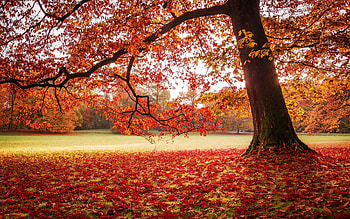 Maple tree nature landscape, Fall, , Park HD wallpaper