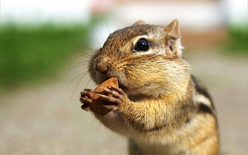 Chipmunks, chipmunks, animals HD wallpaper