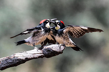 The acorn, Woodpecker HD wallpaper