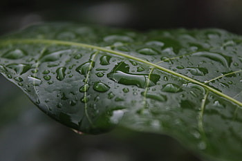 Drops, leaf, close up, flora HD wallpaper