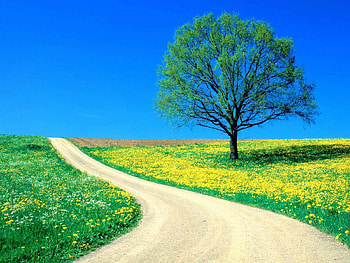 Nature, Flowers, Dandelions, Wood, Road, Tree, Field HD wallpaper