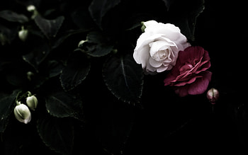 Black Rose HD wallpaper