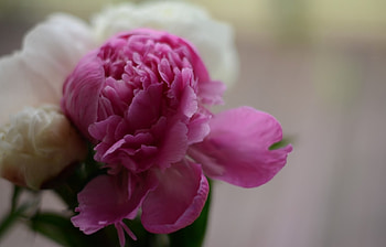 Plants, Flowers HD wallpaper