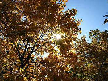 Landscape, Trees, Autumn, Sun HD wallpaper
