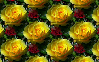 Texture, rose, yellow, flower, green, red, paper, pattern HD wallpaper