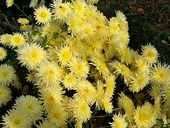 Flowers, Chrysanthemum, Garden HD wallpaper