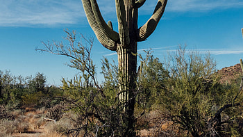 Closeup View Of Cactus Dry Grass Tree Branches Blue Sky Background Nature HD wallpaper