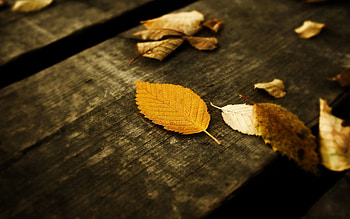 Plants, Background, Autumn, Leaves HD wallpaper