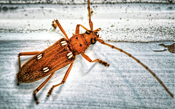Macro, Surface, Insect, Color, Antennae, Tendrils HD wallpaper