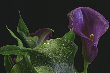 Gorgeous Calla Lily, Flowers, Calla Lily, Nature, Spring HD wallpaper