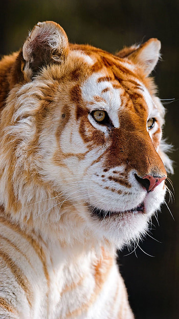 Animals Golden Tiger Orange Cool Cat Awesome HD phone wallpaper