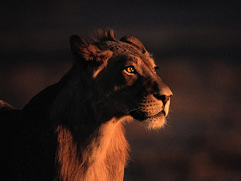 Female lion, animal, wildlife, cat, feline, lion HD wallpaper