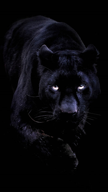 Cool, Animal, , Backgrounds HD phone wallpaper