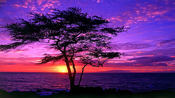 Hawaiian Sunset, sky, tree, landscape, clouds, colors, usa HD wallpaper