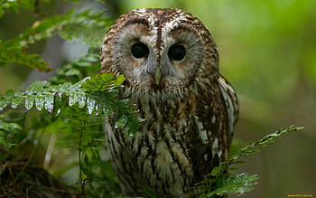 Birds, Animals, Owl HD wallpaper
