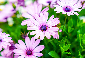 Violet flowers, daisy HD wallpaper