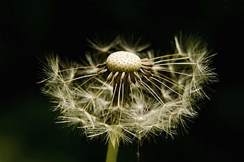 Dandelion, fluff and seed, close up HD wallpaper