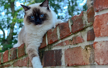 Cats HD wallpaper