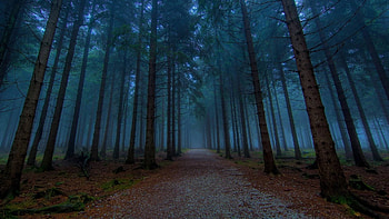 trees, fun, cool, nature, forest HD wallpaper