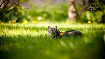 Animals, Grass, Wood, Cat, Lie, To Lie Down, Tree, Shadow, Hide, Lurk HD wallpaper