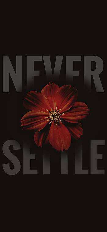 Never settless, petal, daisy family, never settle, flower HD phone wallpaper