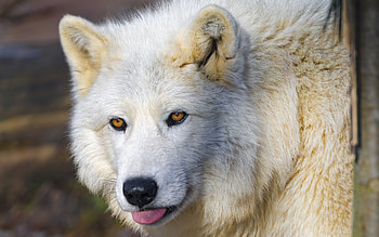 Arctic Wolf, animal, nature, wolf, arctic HD wallpaper