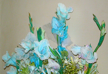 flowers, blue, nature HD wallpaper