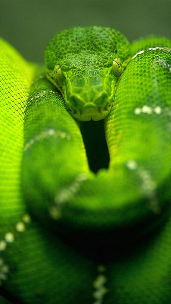 snake , Adaptable snake visuals, Dynamic backgrounds, Perfect fit HD phone wallpaper