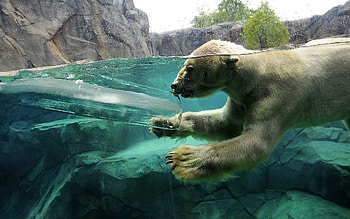 Animals, Young, Kid, Tot, To Swim, Swim, Joey, Underwater, Polar Bear, Submarine HD wallpaper