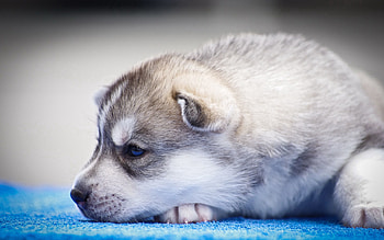 Animals, Muzzle, Puppy, Husky, Blue Eyed, Blue-Eyed HD wallpaper